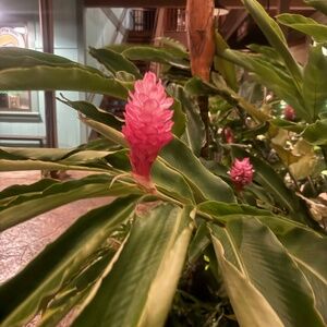 Meet your Posher, Mari